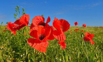 Poppy