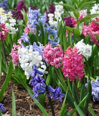 hyacinth