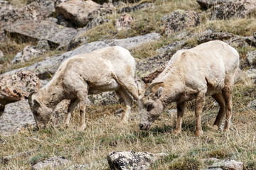Naklejka na ściany i meble Bighorn Sheep Grazing