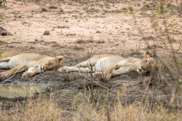 Resting Lions in the Kruger National Park, South Africa.