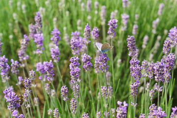 Butterfly Polyommatus Icarus (lat. Polyommatus icarus) on blooming lavender (lat. Lavandula)