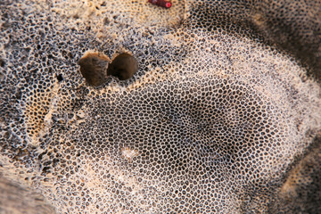 Close up of a dead coral on the beach of Chinese Hat island, Gal