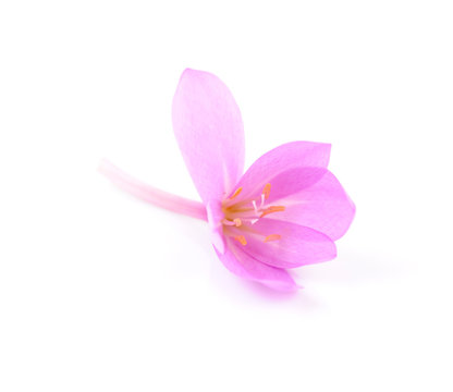 Autumn crocus (colchicum) autumnale flower isolated on white