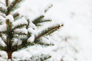 Green tree branch coniferous covered by snow. Winter scenery