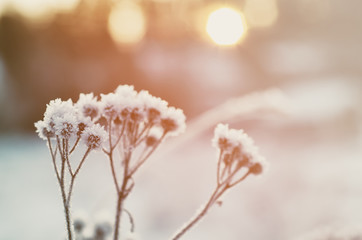 Frozen meadow plant, natural vintage winter background, macro image with sun shining