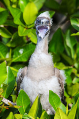 Red-footed booby chick on Genovesa island, Galapagos National Pa