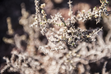 Dry Thorns