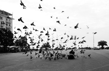 The Lady with pigeons in the city square near the sea shore