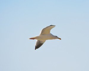 Seagull