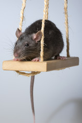 a cute little rat on a swing