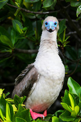 Red-footed booby on Genovesa island, Galapagos National Park, Ec
