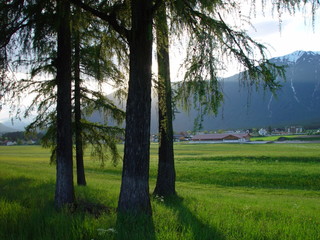 Nadelbäume auf Wiese mit Gebirge im Hintergrund