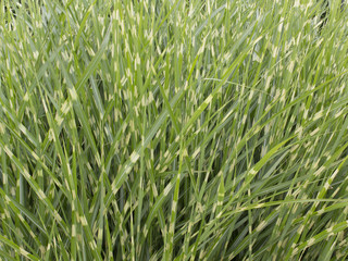 Zebra grass in field as background