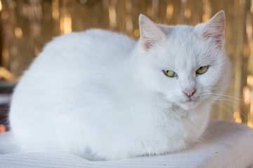 tired white cat