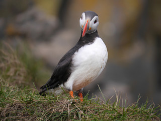 Papageitaucher in Island