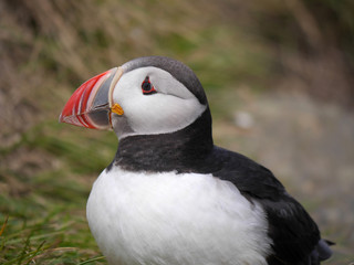 Papageitaucher in Island