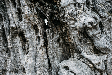 Trunk of wood
