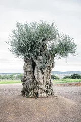 Foto op Plexiglas Olijfboom Old olive tree