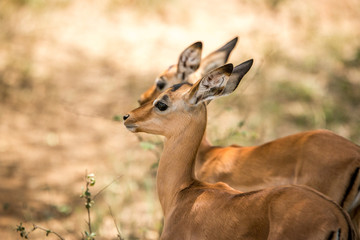 Baby Impala in the Kruger National Park, South Africa.