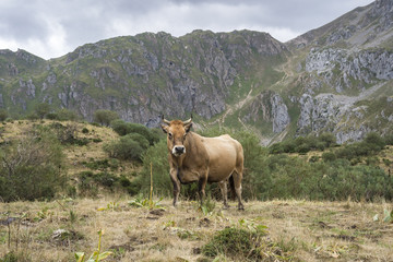 Fototapeta na wymiar Brownish cow in Valley of the River Rio del Valle, in Somiedo Nature Reserve. It is located in the central area of the Cantabrian Mountains in the Principality of Asturias in northern Spain