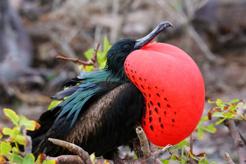 Male Great Frigatebird on Genovesa Island, Galapagos National Pa - obrazy, fototapety, plakaty