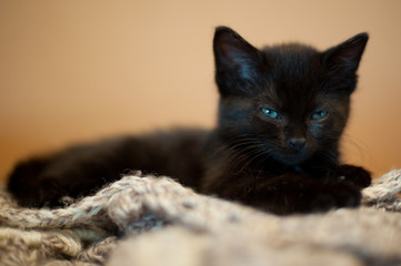 Kitten on a Blanket