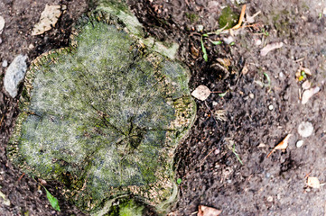 top view old stump on grass background in morning sunshine day