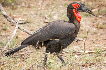 Southern ground hornbill in the Kruger National Park, South Afri