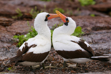 Obraz premium Nazca Boobies on the nest, Genovesa Island, Galapagos National P