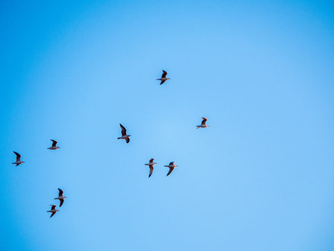 Seagulls in glight in blue sky