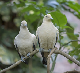 White doves 