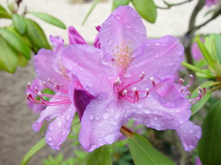 Lila Blume nach Regenschauer