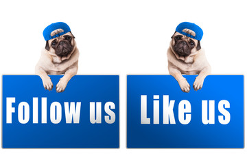 pug puppy dog with follow us and like us sign and wearing blue cap, islolated on white background - obrazy, fototapety, plakaty
