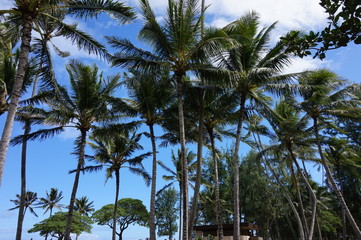 Obraz premium Hawaii Palm trees