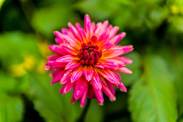 Obraz premium flowers in bloom