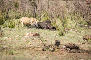 Fototapeta na wymiar Lion eating in the Kruger National Park, South Africa.