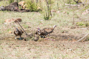Hooded Vulture eating in the Kruger National Park, South Africa.