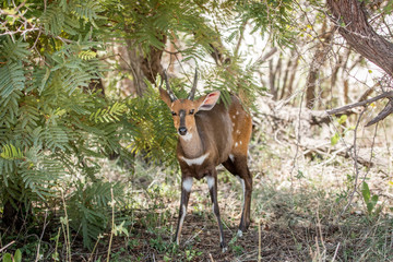 Starring Bushbuck in the Kruger National Park, South Africa.