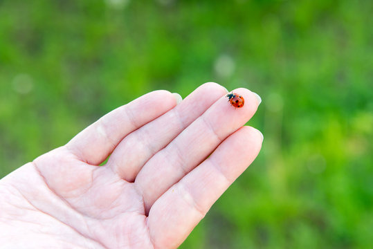 Ladybird on a female hand. In unity with nature. Palmistry. Guessing on the arm. Hygiene and hand care.