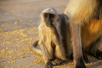 Baby gray langur sitting by mother in Amber Fort, Jaipur, Rajast