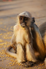 Baby gray langur sitting in Amber Fort near Jaipur, Rajasthan, I