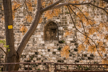 Fruit growing near the walls of the old city of Jerusalem with a turret in the wall is viewable in the background © david