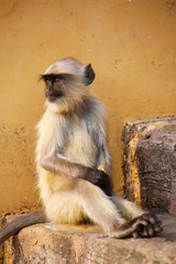Young gray langur sitting on the stairs in Amber Fort, Jaipur, R
