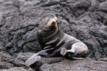 Fototapeta premium Galapagos fur sea lion on Santiago Island, Galapagos National Pa