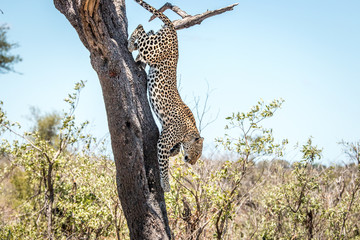 Fototapeta na wymiar Jumping Leopard in the Kruger National Park, South Africa.