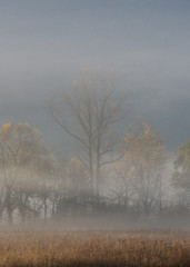 Obraz na płótnie Canvas Foggy Valley Trees in Fall