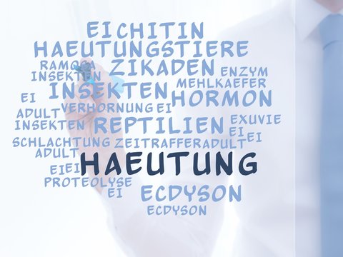 H&auml;utung