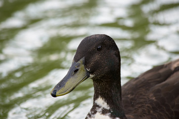 Brown Duck 