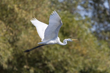 A white Heron.