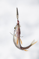 Fish on the hook.